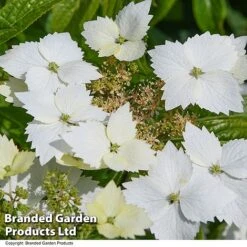 Hydrangea 'Cloud Nine' -Perfect Greenery HYDR CLOUDNINE T50850