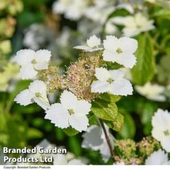 Hydrangea 'Cloud Nine' -Perfect Greenery HYDR CLOUDNINE T50854
