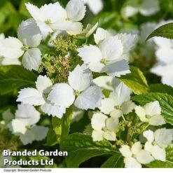 Hydrangea 'Cloud Nine' -Perfect Greenery HYDR CLOUDNINE T50857