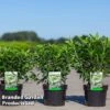 Hydrangea Paniculata 'Confetti' -Perfect Greenery HYDR CONFETTI S45812