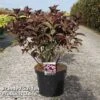 Hydrangea Serrata 'Daredevil' -Perfect Greenery HYDR DAREDEVIL S45816