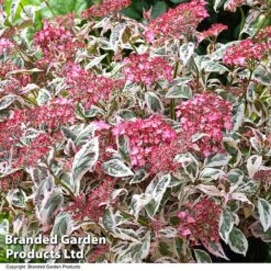 Hydrangea Serrata 'Euphoria Pink' -Perfect Greenery HYDR EUPHOPINK T50066
