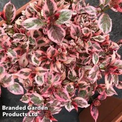 Hydrangea Serrata 'Euphoria Pink' -Perfect Greenery HYDR EUPHORIAP S47742