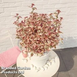 Hydrangea Serrata 'Euphoria Pink' -Perfect Greenery HYDR EUPHORIAP S49580