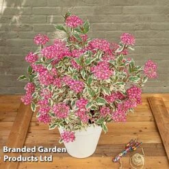 Hydrangea Serrata 'Euphoria Pink' -Perfect Greenery HYDR EUPHORIAP S49581