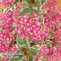 Hydrangea Serrata 'Euphoria Pink' -Perfect Greenery HYDR EUPHORIAP S49585
