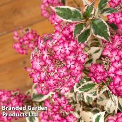 Hydrangea Serrata 'Euphoria Pink' -Perfect Greenery HYDR EUPHORIAP S49586