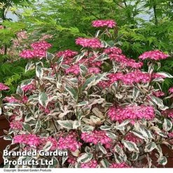 Hydrangea Serrata 'Euphoria Pink' -Perfect Greenery HYDR EUPHPINK T44128