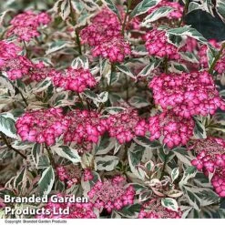 Hydrangea Serrata 'Euphoria Pink' -Perfect Greenery HYDR EUPHPINK T44130
