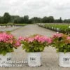 Hydrangea Macrophylla 'French Cancan' -Perfect Greenery HYDR FRENCHCAN S45810