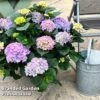 Hydrangea Macrophylla 'Blue' 1 Hydrangea Macrophylla 'Blue' -Perfect Greenery HYDR MACRBLUE S50293