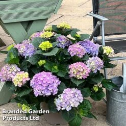 Hydrangea Macrophylla 'Blue' -Perfect Greenery HYDR MACRBLUE S50294