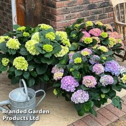 Hydrangea Macrophylla 'Blue' -Perfect Greenery HYDR MACRMIXED S50300