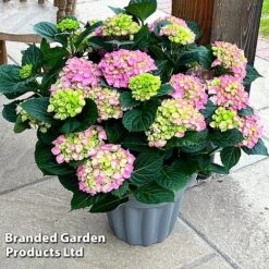 Hydrangea Macrophylla 'Pink' -Perfect Greenery HYDR MACRPINK S50285