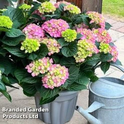Hydrangea Macrophylla 'Pink' -Perfect Greenery HYDR MACRPINK S50286