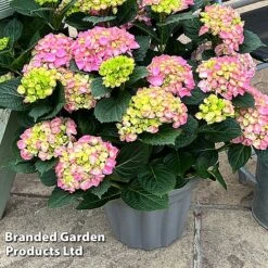 Hydrangea Macrophylla 'Pink' -Perfect Greenery HYDR MACRPINK S50287
