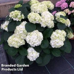 Hydrangea Macrophylla 'White' -Perfect Greenery HYDR MACRWHITE S50278