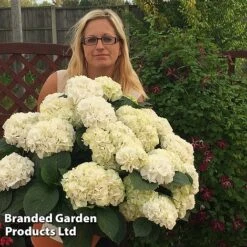 Hydrangea Macrophylla 'White' -Perfect Greenery HYDR MACRWHITE S50279