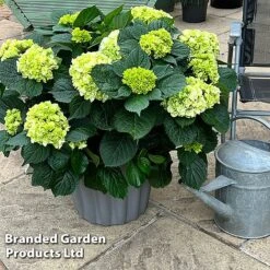 Hydrangea Macrophylla 'White' -Perfect Greenery HYDR MACRWHITE S50282