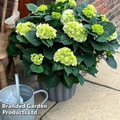 Hydrangea Macrophylla 'White' -Perfect Greenery HYDR MACRWHITE S5081
