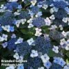 Hydrangea Serrata 'Magic Pillow' -Perfect Greenery HYDR MAGICPILL S34979