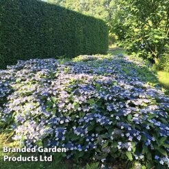 Hydrangea Serrata 'Magic Pillow' -Perfect Greenery HYDR MAGICPILL S34980