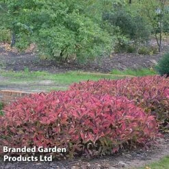 Hydrangea Serrata 'Magic Pillow' -Perfect Greenery HYDR MAGICPILL S34981