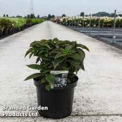 Hydrangea Serrata 'Magic Pillow' -Perfect Greenery HYDR MAGICPILL S45818
