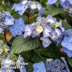 Hydrangea 'Endless Summer POP STAR' 11 Hydrangea 'Endless Summer POP STAR' -Perfect Greenery HYDR POPSTARBL S48097