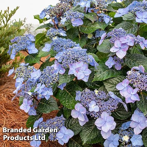 Hydrangea 'Endless Summer POP STAR' 6 Hydrangea 'Endless Summer POP STAR' - Image 4