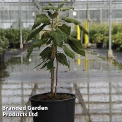 Hydrangea Aspera 'Sargentiana' -Perfect Greenery HYDR SARGENTIA S45789