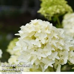 Hydrangea Paniculata 'Skyfall' -Perfect Greenery HYDR SKYFALL T50956
