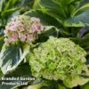 Hydrangea Macrophylla 'Sunshine Amy' -Perfect Greenery HYDR SUNSHIAMY S44089