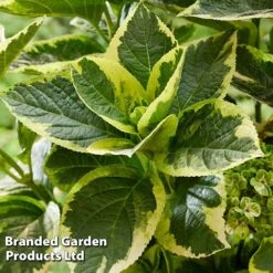 Hydrangea Macrophylla 'Sunshine Amy' 8 Hydrangea Macrophylla 'Sunshine Amy' -Perfect Greenery HYDR SUNSHIAMY S44090