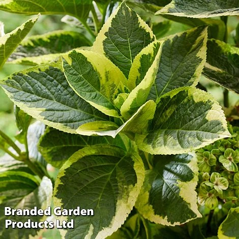 Hydrangea Macrophylla 'Sunshine Amy' 4 Hydrangea Macrophylla 'Sunshine Amy' - Image 2