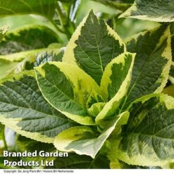 Hydrangea Macrophylla 'Sunshine Amy' 10 Hydrangea Macrophylla 'Sunshine Amy' -Perfect Greenery HYDR SUNSHIAMY S44100