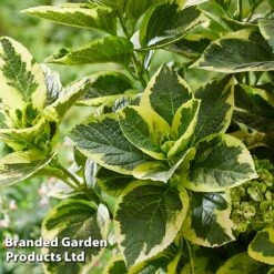 Hydrangea Macrophylla 'Sunshine Amy' 11 Hydrangea Macrophylla 'Sunshine Amy' -Perfect Greenery HYDR SUNSHIAMY S44101