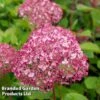Hydrangea Arborescens 'Sweet Annabelle' -Perfect Greenery HYDR SWEETANNA S17161