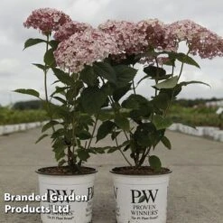 Hydrangea Arborescens 'Sweet Annabelle' -Perfect Greenery HYDR SWEETANNA S45792