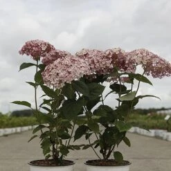Hydrangea Arborescens 'Sweet Annabelle' -Perfect Greenery HYDR SWEETANNA S45792 NOW