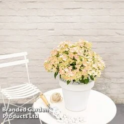 Hydrangea Paniculata 'Switch Ophelia' -Perfect Greenery HYDR SWITCH S40976