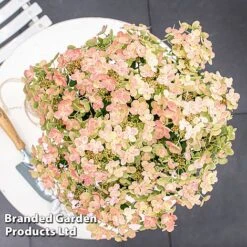 Hydrangea Paniculata 'Switch Ophelia' -Perfect Greenery HYDR SWITCH S40977