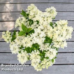 Hydrangea Paniculata 'Switch Ophelia' -Perfect Greenery HYDR SWITCH S40980