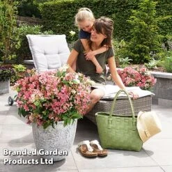 Hydrangea Paniculata 'Switch Ophelia' -Perfect Greenery HYDR SWITCH S40983