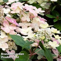 Hydrangea Paniculata 'Switch Ophelia' -Perfect Greenery HYDR SWITCH S40985