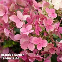Hydrangea Paniculata 'Switch Ophelia' -Perfect Greenery HYDR SWITCH S40986