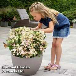 Hydrangea Paniculata 'Switch Ophelia' -Perfect Greenery HYDR SWITCH S40987