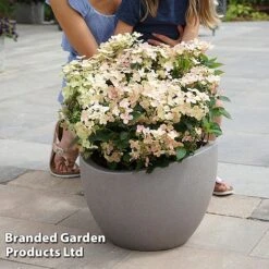 Hydrangea Paniculata 'Switch Ophelia' -Perfect Greenery HYDR SWITCH S40989