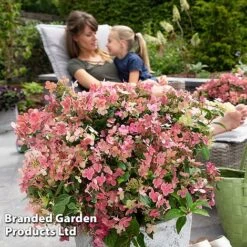 Hydrangea Paniculata 'Switch Ophelia' -Perfect Greenery HYDR SWITCH S40991