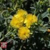 Hypericum Kalmianum 'Blue Velvet' -Perfect Greenery HYPE T66261 A